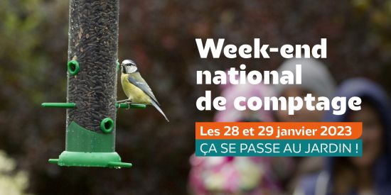 Mangeoire À Oiseaux De Fenêtre - Retours Gratuits Dans Les 90 Jours - Temu  France