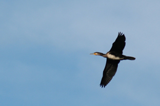 http://files.biolovision.net/franche-comte.lpo.fr/userfiles/images/Grand_cormoran2_Anne-Cecile_Normand.JPG