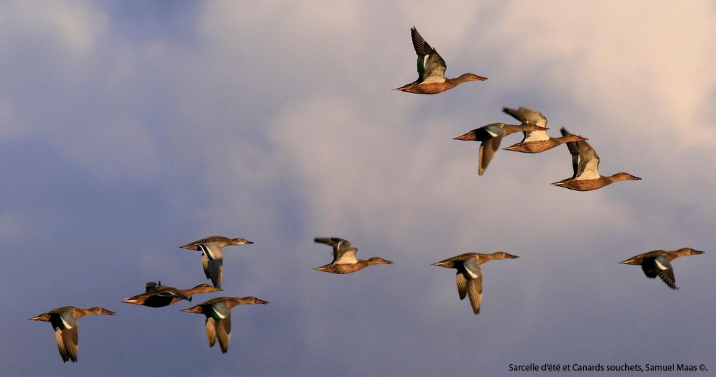 http://files.biolovision.net/franche-comte.lpo.fr/userfiles/observer/Wetlands/Canardsenvol.jpg