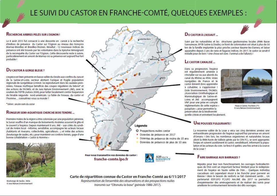 http://files.biolovision.net/franche-comte.lpo.fr/userfiles/proteger/Castor/P2feuillesaule.jpg