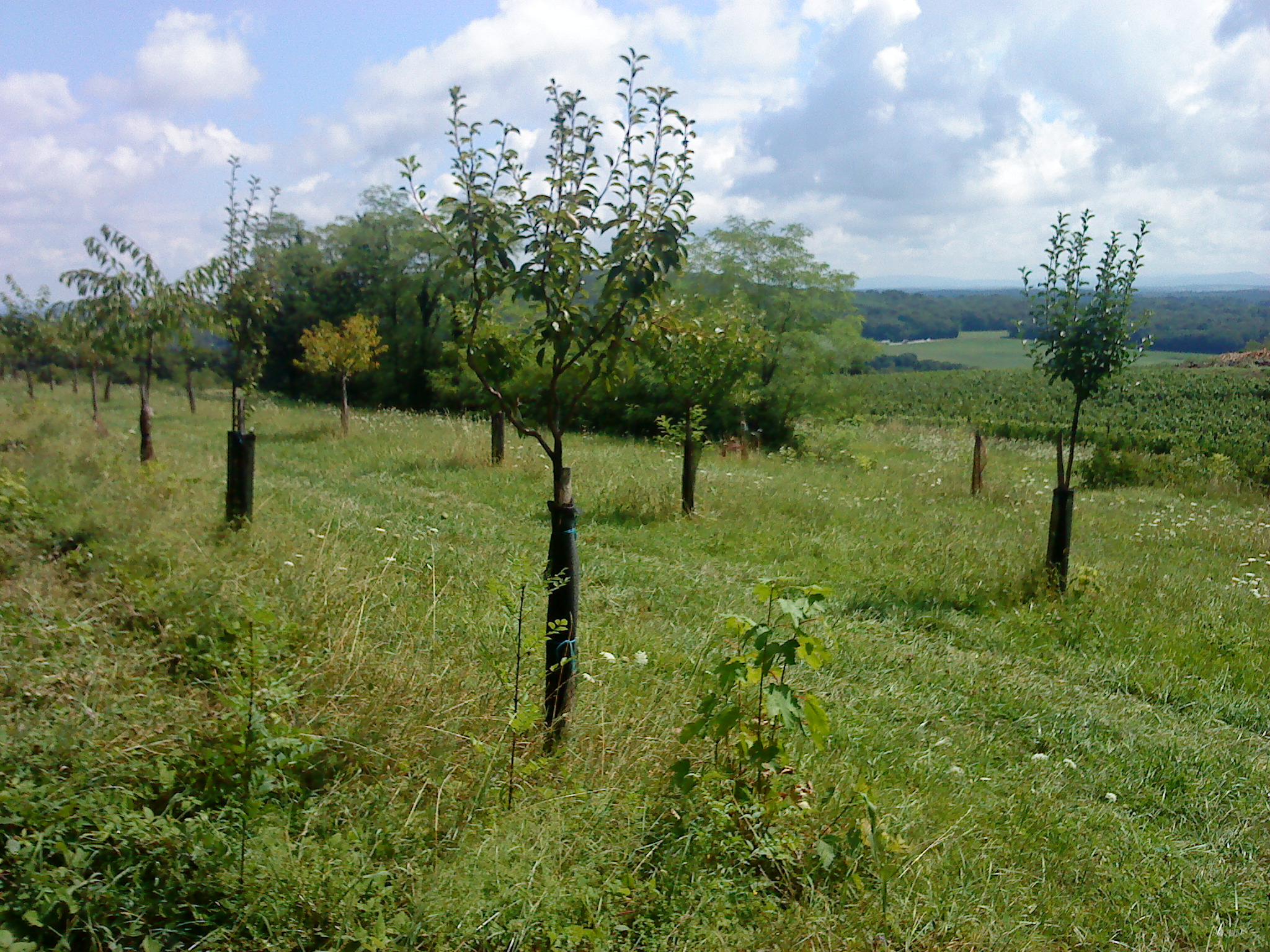 http://files.biolovision.net/franche-comte.lpo.fr/userfiles/proteger/Protectionespces/Plansactions/jeunevergerCyrielleBannwarth.JPG