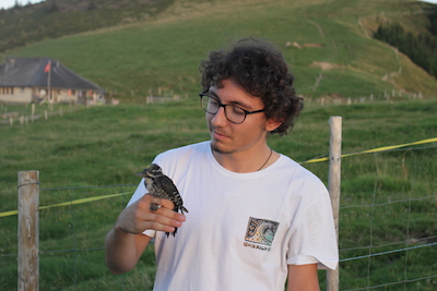 http://files.biolovision.net/gdj.nosoiseaux.ch/userfiles/IMG4442.JPG