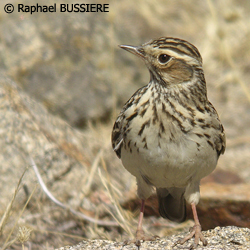 http://files.biolovision.net/haute-savoie.lpo.fr/images/birds/Alouette_lulu-Raphael_Bussiere-5607.jpg http://files.biolovision.net/haute-savoie.lpo.fr/images/birds/Alouette_lulu-Raphael_Bussiere-5607.jpg