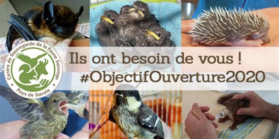 Charente-Maritime : un mortel filet pour les oiseaux, celui des