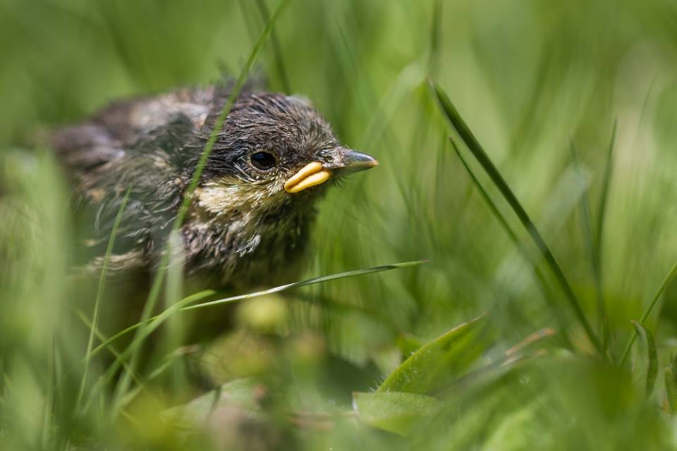 Animal Blesse Et Faune En Detresse Que Faire Haute Savoie Lpo Fr