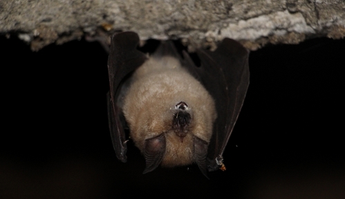 http://files.biolovision.net/haute-savoie.lpo.fr/userfiles/GrandrhinolopheXBC_1.JPG