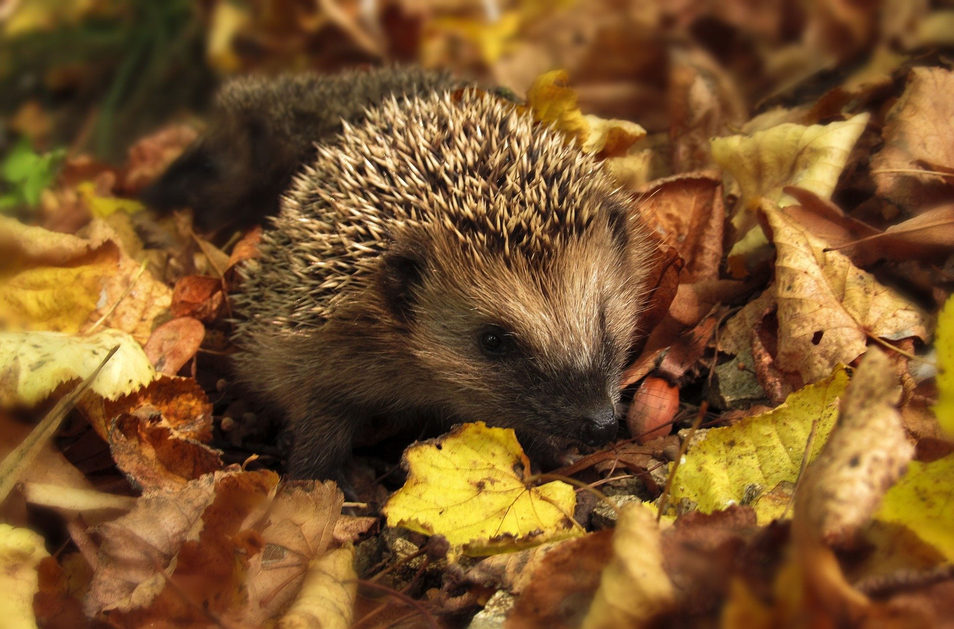 http://files.biolovision.net/haute-savoie.lpo.fr/userfiles/Pixabay-hedgehog-9853151920.jpg