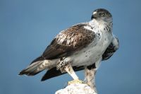 Aigle de Bonelli