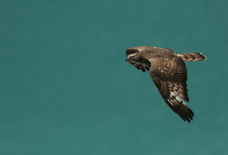 http://files.biolovision.net/observatoire-rapaces.lpo.fr/userfiles/photosespces/Bondre-apivoreGuy-Bourder.gif