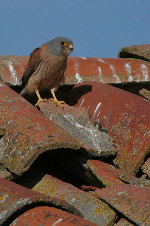 http://files.biolovision.net/observatoire-rapaces.lpo.fr/userfiles/photosespces/F-crcerellette-poseGilles.gif
