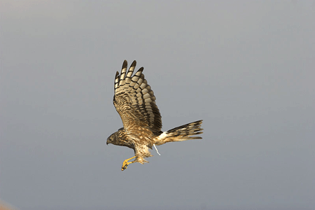 http://files.biolovision.net/observatoire-rapaces.lpo.fr/userfiles/photosespces/St-Martin-ChPerelle-1.gif