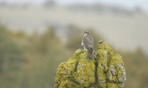 http://files.biolovision.net/observatoire-rapaces.lpo.fr/userfiles/photosespces/autourBrunoBerthmy.gif