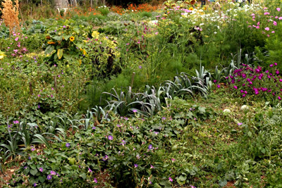 Les fleurs et plantes sauvages ont toute leur place au potager. ©Alain B. http://files.biolovision.net/vienne.lpo.fr/userfiles/BiodivInviterjardiner400px.jpg