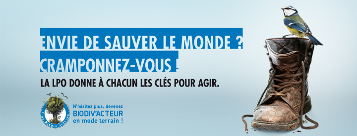 http://files.biolovision.net/vienne.lpo.fr/userfiles/BiodivactMiliterCharbo.jpg