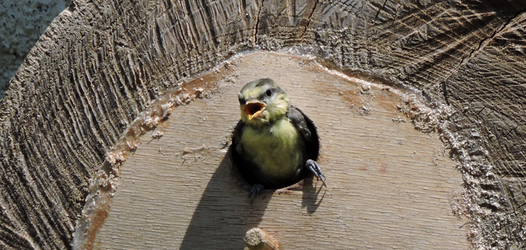 Jeune mésange bleue ©P. Michardière Jeune mésange bleue ©P. Michardière
