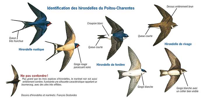 Identification des hirondelles du Poitou-Charentes © François Desbordes
