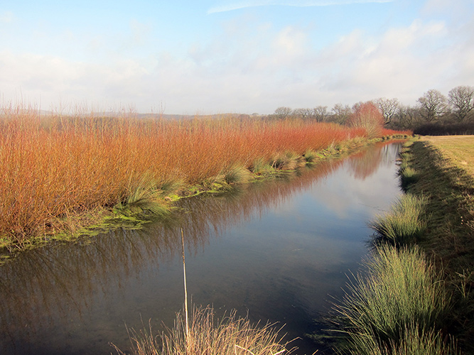 À l’Isle-Jourdain, roselière et saulaie permettent l’épuration des eaux usées. © Cyrille Poirel http://files.biolovision.net/vienne.lpo.fr/userfiles/Isle-jourdain-Cyrille-Poirel-.jpg