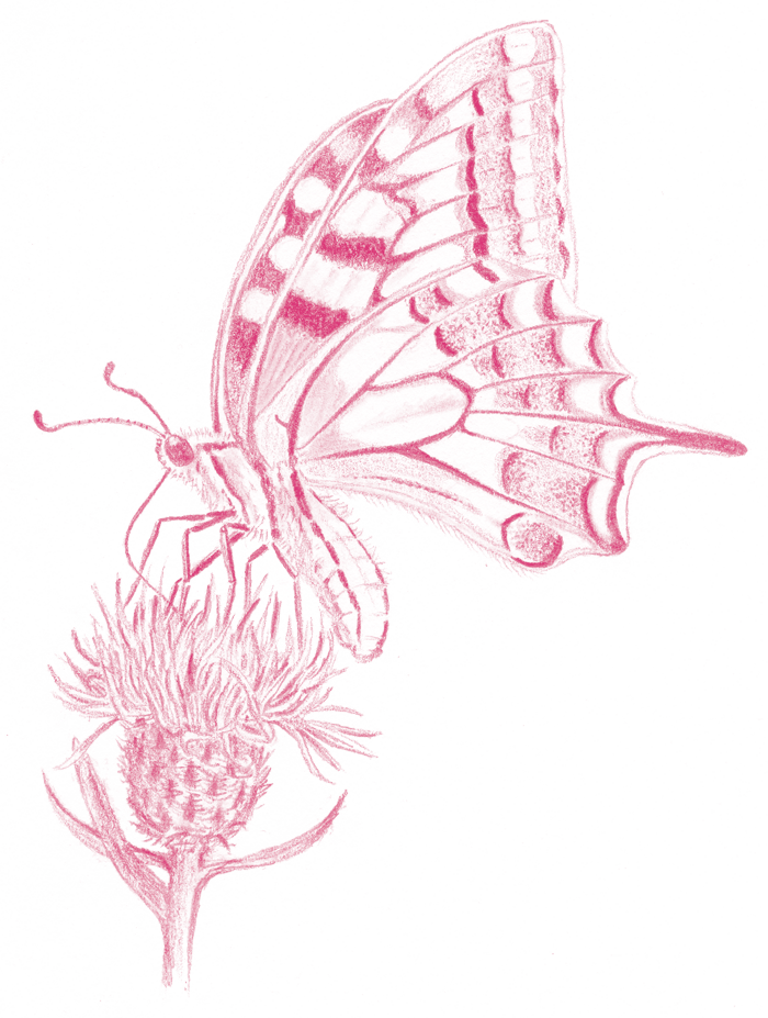 Machaon ©K. Lipovoï Machaon ©K. Lipovoï