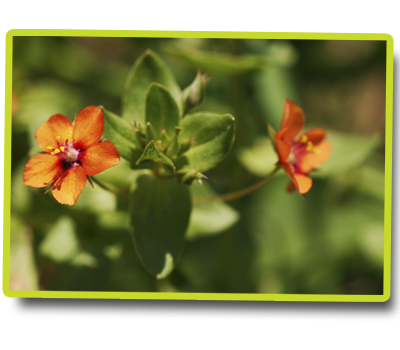 Mouron rouge (Anagallis arvensis) © Samuel Ducept Mouron rouge (Anagallis arvensis) © Samuel Ducept.png