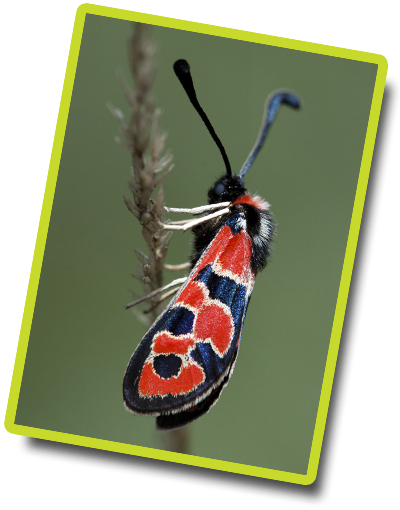 Zygène de la petite coronille ©Jack Berteau Zygène de la petite coronille ©JackBerteau.png