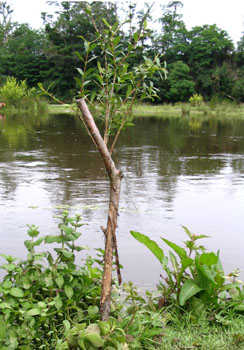 Bouturage de saule en bord de rive © Adélaïde Liot