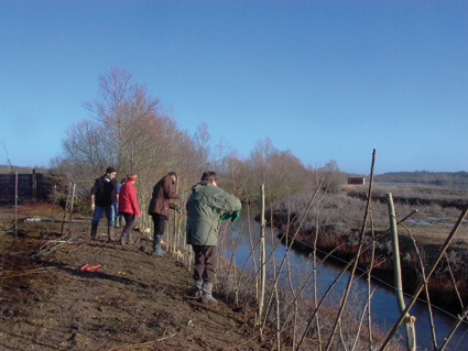 Les bénévoles de la LPO Vienne en action : chantier de plessage (tressage) de saules pour réaliser une haie à la réserve ornithologique de Saint-Cyr © Katia Lipovoï http://files.biolovision.net/vienne.lpo.fr/userfiles/chantier-plantation-17-janvier-2010.jpg