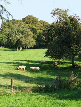 Habitat type de la chevêche © Johan Tillet