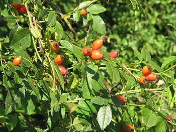 Fruits d'églantier © Danièle Huteau