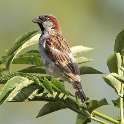 Moineau domestique ©Alain Boullah http://files.biolovision.net/vienne.lpo.fr/userfiles/moineaudomestiqueA.Boullah.jpg