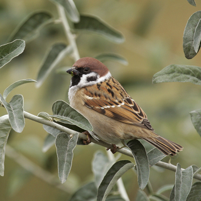 Moineau friquet ©Raphaël Bussière http://files.biolovision.net/vienne.lpo.fr/userfiles/moineaufriquetR.Bussire.jpg
