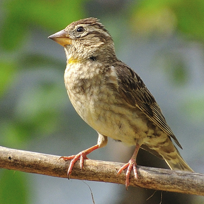 Moineau soulcie ©Sandra Opaluna http://files.biolovision.net/vienne.lpo.fr/userfiles/moineausoulcieS.Opaluna.jpg