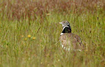 Outarde canepetière © Jean-Guy Couteau