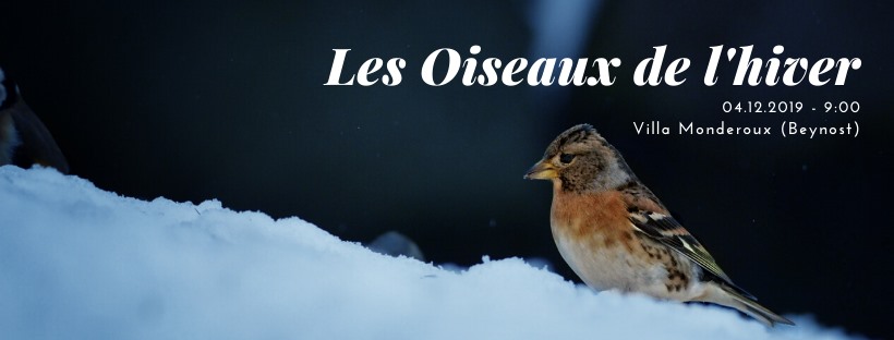 http://files.biolovision.net/www.faune-ain.org/userfiles/Beynostoiseauxhiver2019.jpg