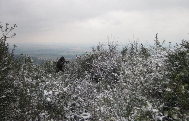 http://files.biolovision.net/www.faune-ain.org/userfiles/DocConches/Conches-neige.jpg