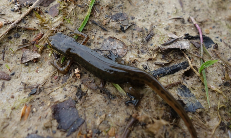 http://files.biolovision.net/www.faune-ain.org/userfiles/GroupeHerpeto/4.jpg