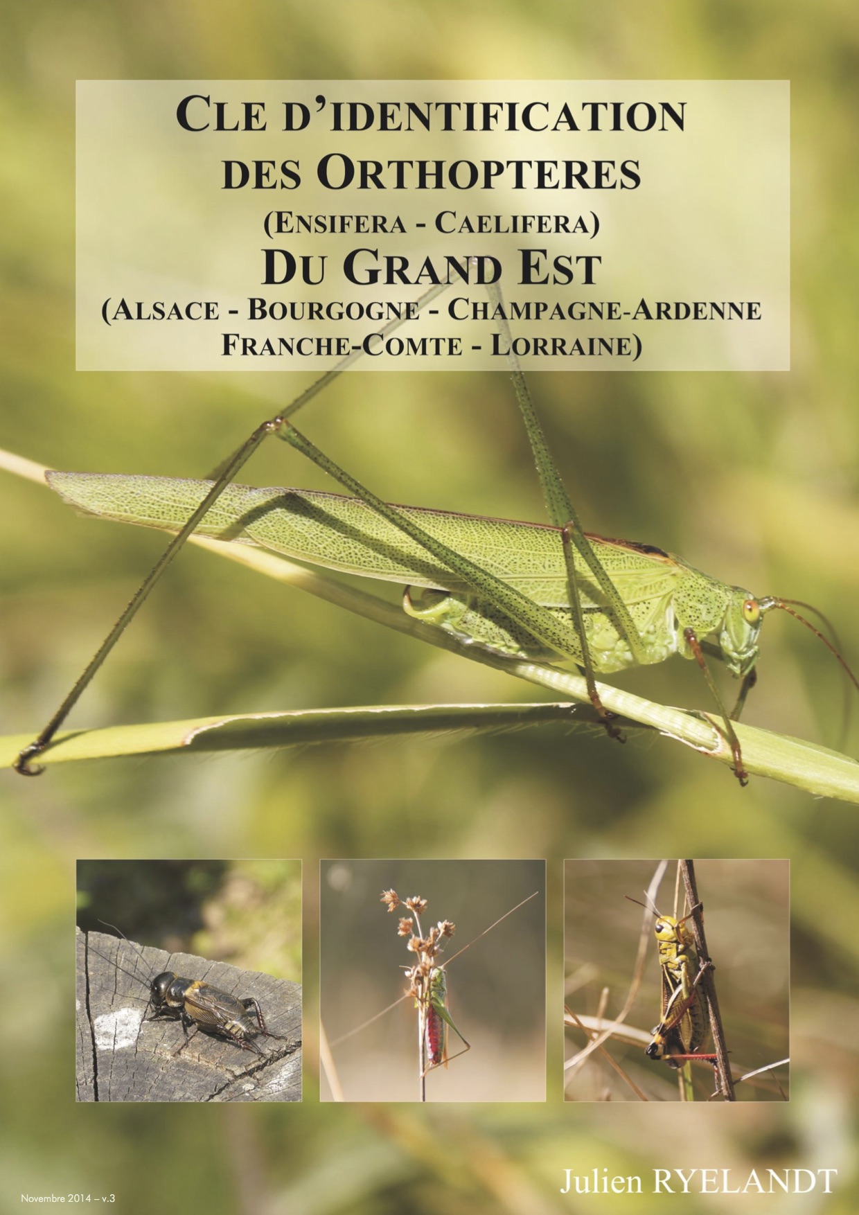 http://files.biolovision.net/www.faune-alsace.org/userfiles/Insectes/ORTHOPTERA/J-RYELANDT2014cleorthopteres-gd-estv3.jpg