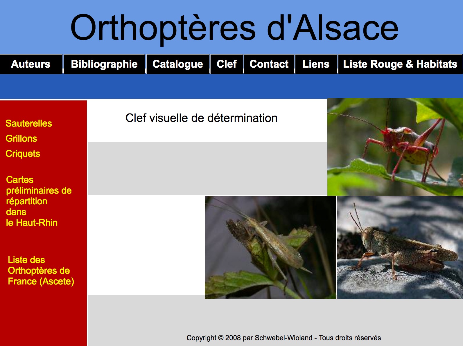 http://files.biolovision.net/www.faune-alsace.org/userfiles/Insectes/ORTHOPTERA/sitewebLS.jpg