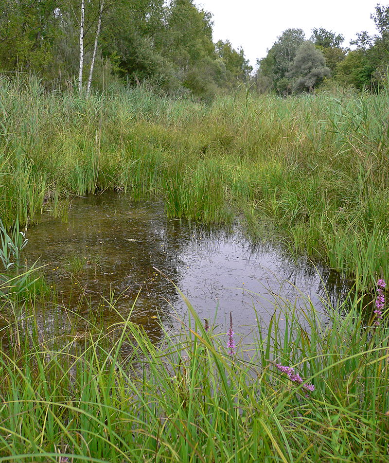 http://files.biolovision.net/www.faune-alsace.org/userfiles/Insectes/Sdepressiusculum/Sympdeprbiotope.jpg