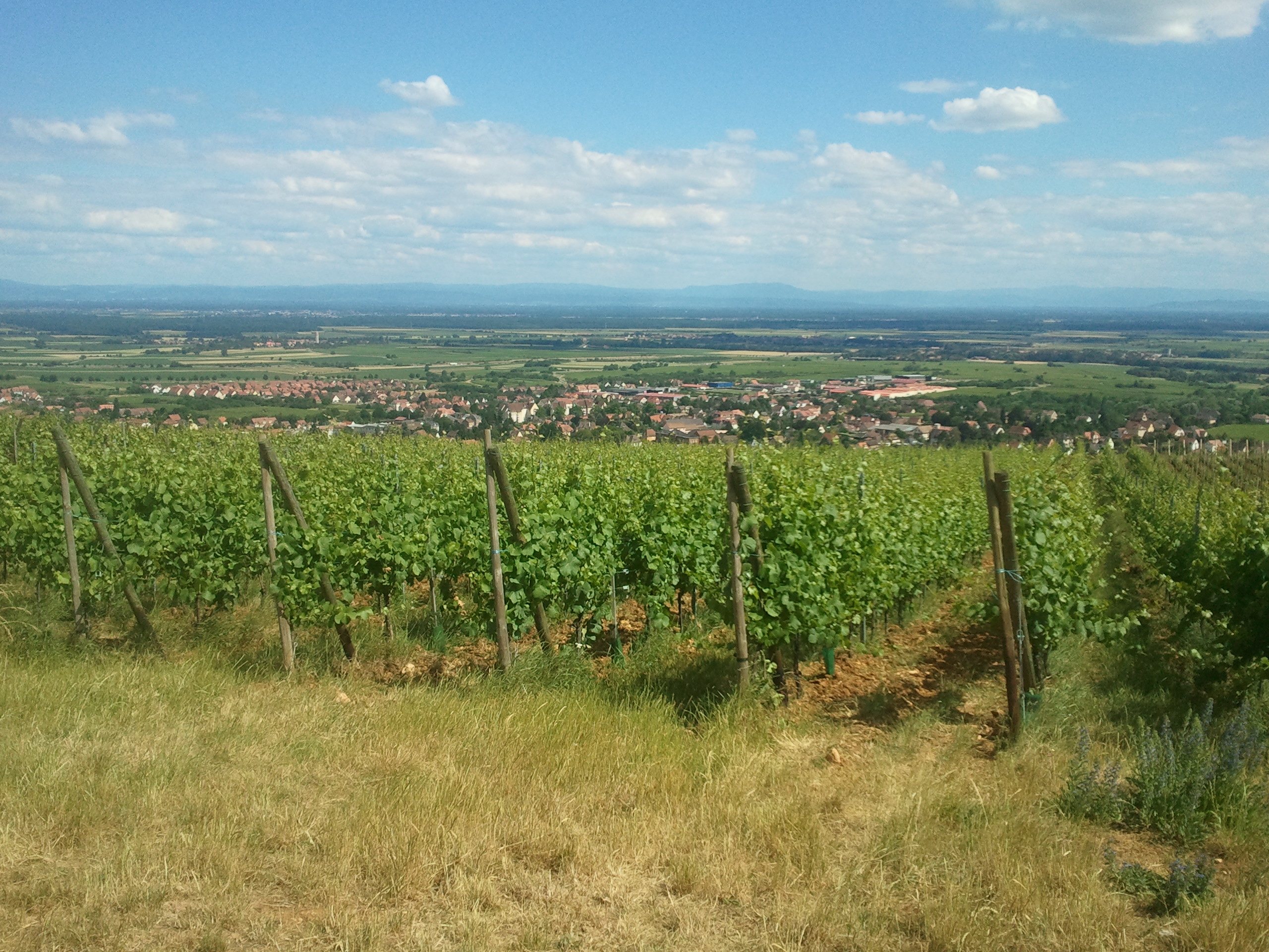 http://files.biolovision.net/www.faune-alsace.org/userfiles/Insectes/cigales/Cicadettacantilatrix-Barr-201406153.jpg