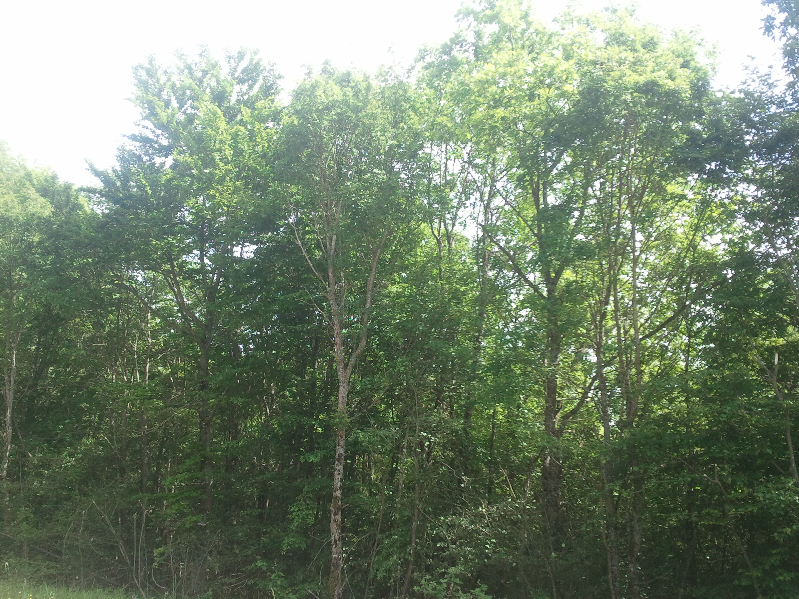 http://files.biolovision.net/www.faune-alsace.org/userfiles/Insectes/cigales/Cicadettacantilatrix-Pfaffenheim-20140521.jpg
