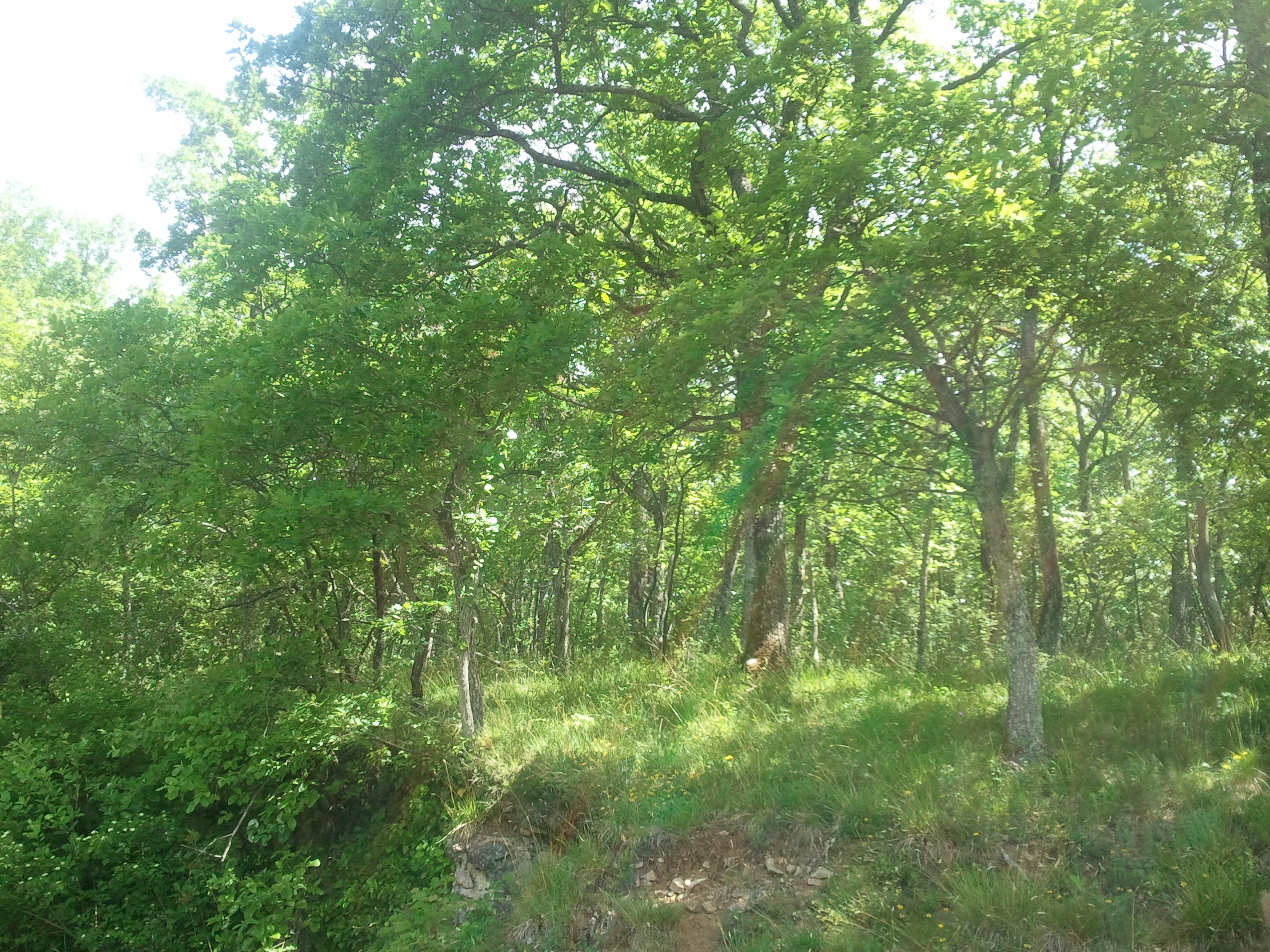 http://files.biolovision.net/www.faune-alsace.org/userfiles/Insectes/cigales/Cicadettamontana-Osenbach-20140522.jpg