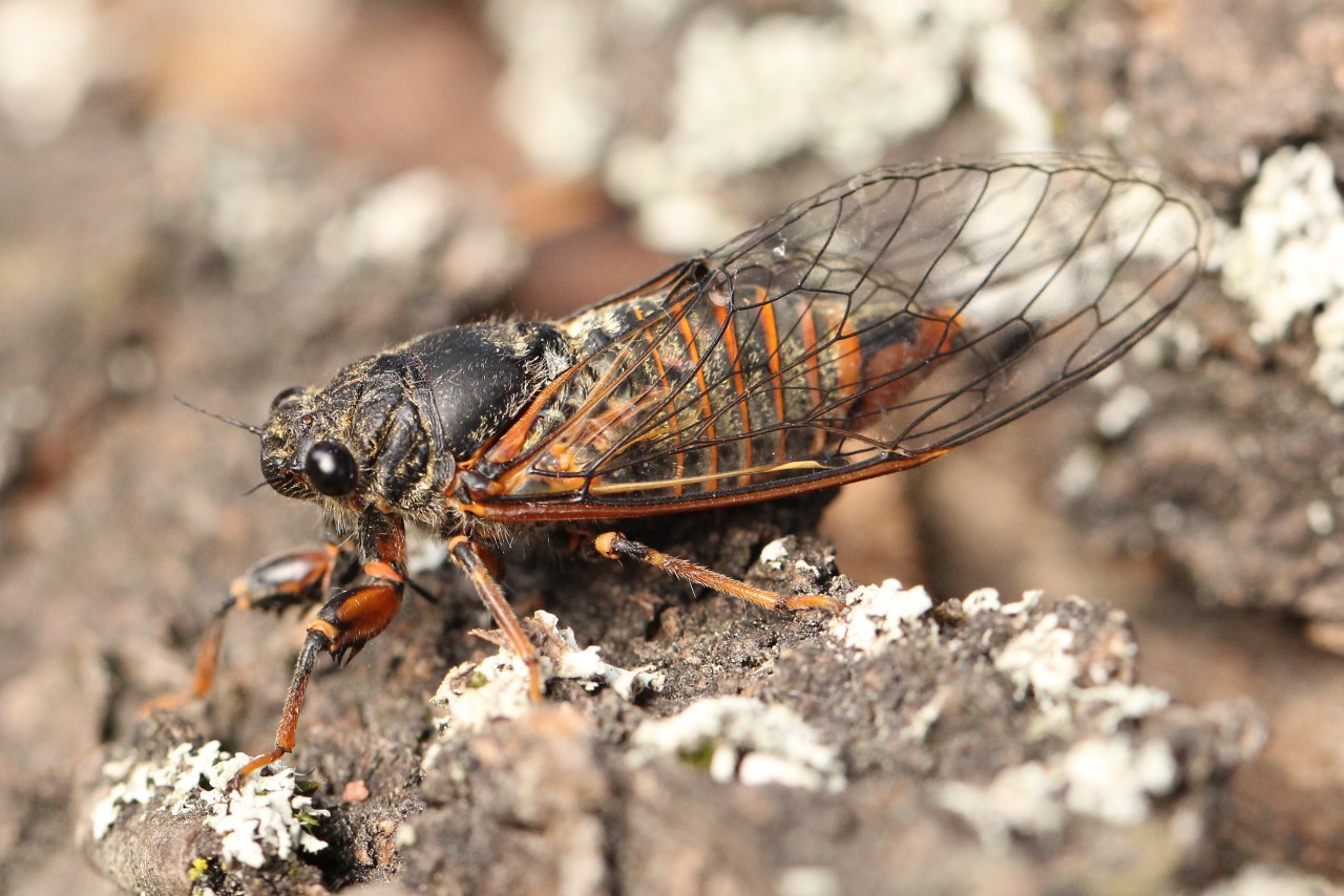 http://files.biolovision.net/www.faune-alsace.org/userfiles/Insectes/cigales/Homoptera-Tibicinidae-Cicadettasp-24Juin2014-MEhrhardt.jpg