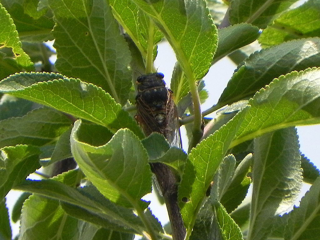 http://files.biolovision.net/www.faune-alsace.org/userfiles/Insectes/cigales/cig.jpg