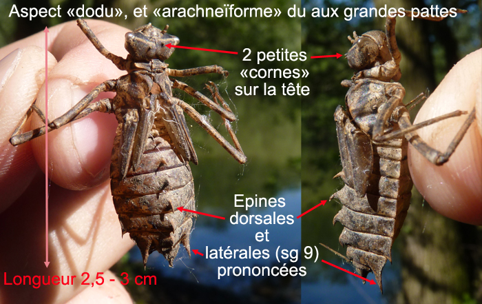 http://files.biolovision.net/www.faune-alsace.org/userfiles/Insectes/epitheca/epitheca-description.jpg