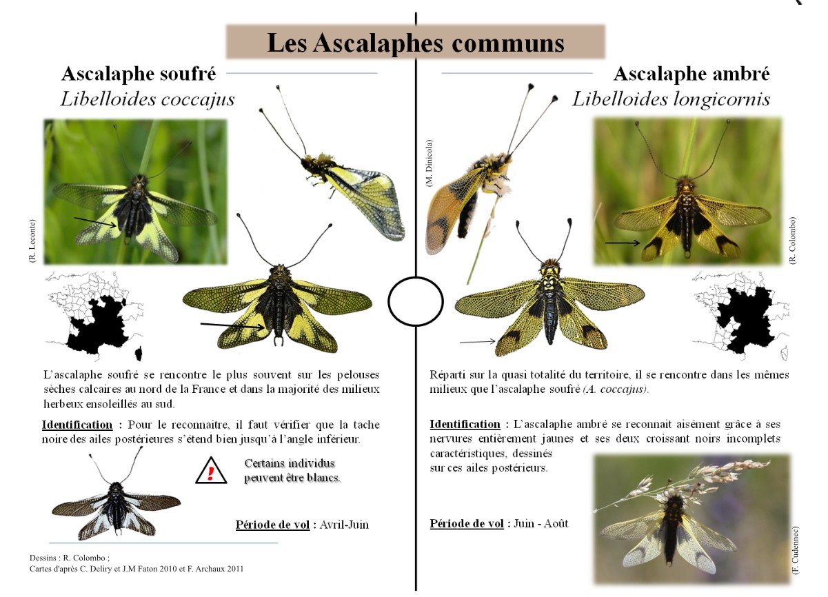 http://files.biolovision.net/www.faune-alsace.org/userfiles/Insectes/plaquetteversion4-page3.jpg