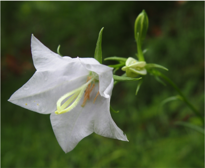 http://files.biolovision.net/www.faune-alsace.org/userfiles/bilan/24heures2015/CampanuleSK.png
