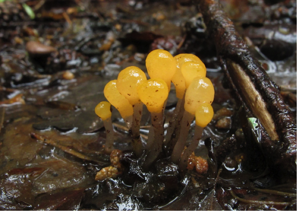 http://files.biolovision.net/www.faune-alsace.org/userfiles/bilan/24heures2015/MitrulaJLM.png