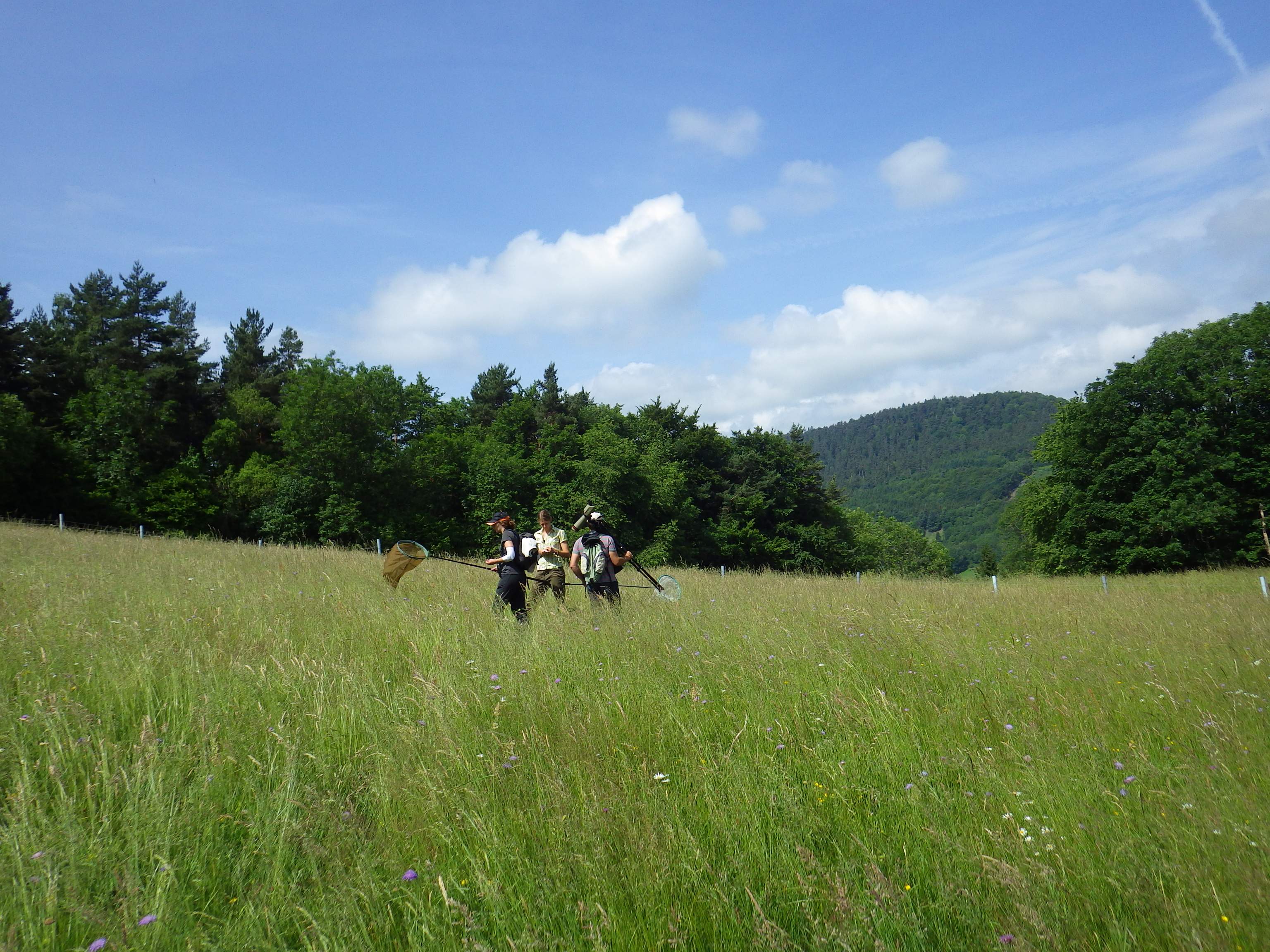 http://files.biolovision.net/www.faune-alsace.org/userfiles/bilan/24heures2015/Paysage2.jpg