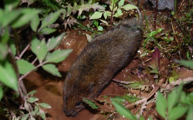 http://files.biolovision.net/www.faune-alsace.org/userfiles/gepma/MicroMamm/campagnolcedrichiegel.jpg