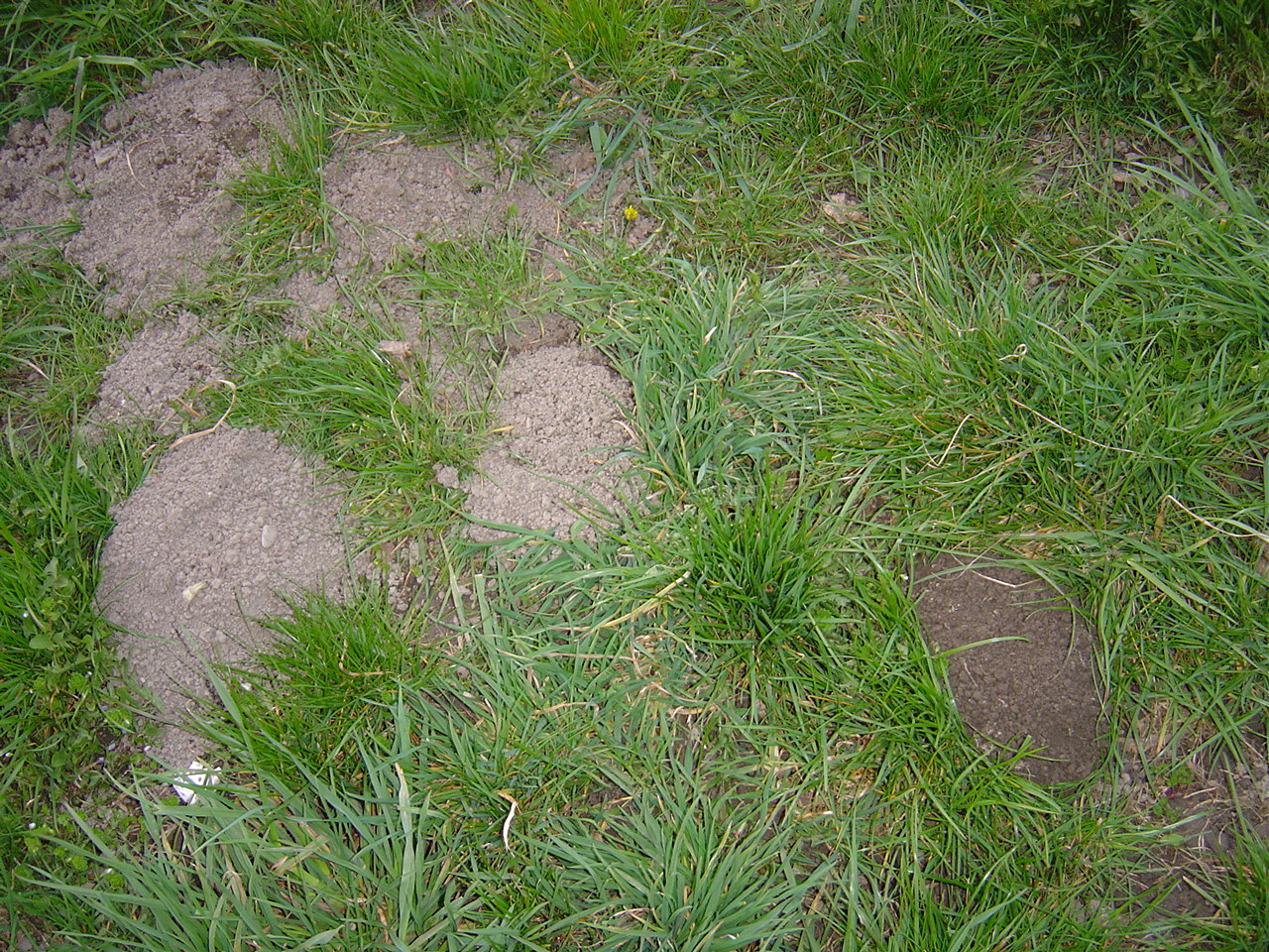 http://files.biolovision.net/www.faune-alsace.org/userfiles/gepma/MicroMamm/campagnoleliz.jpg